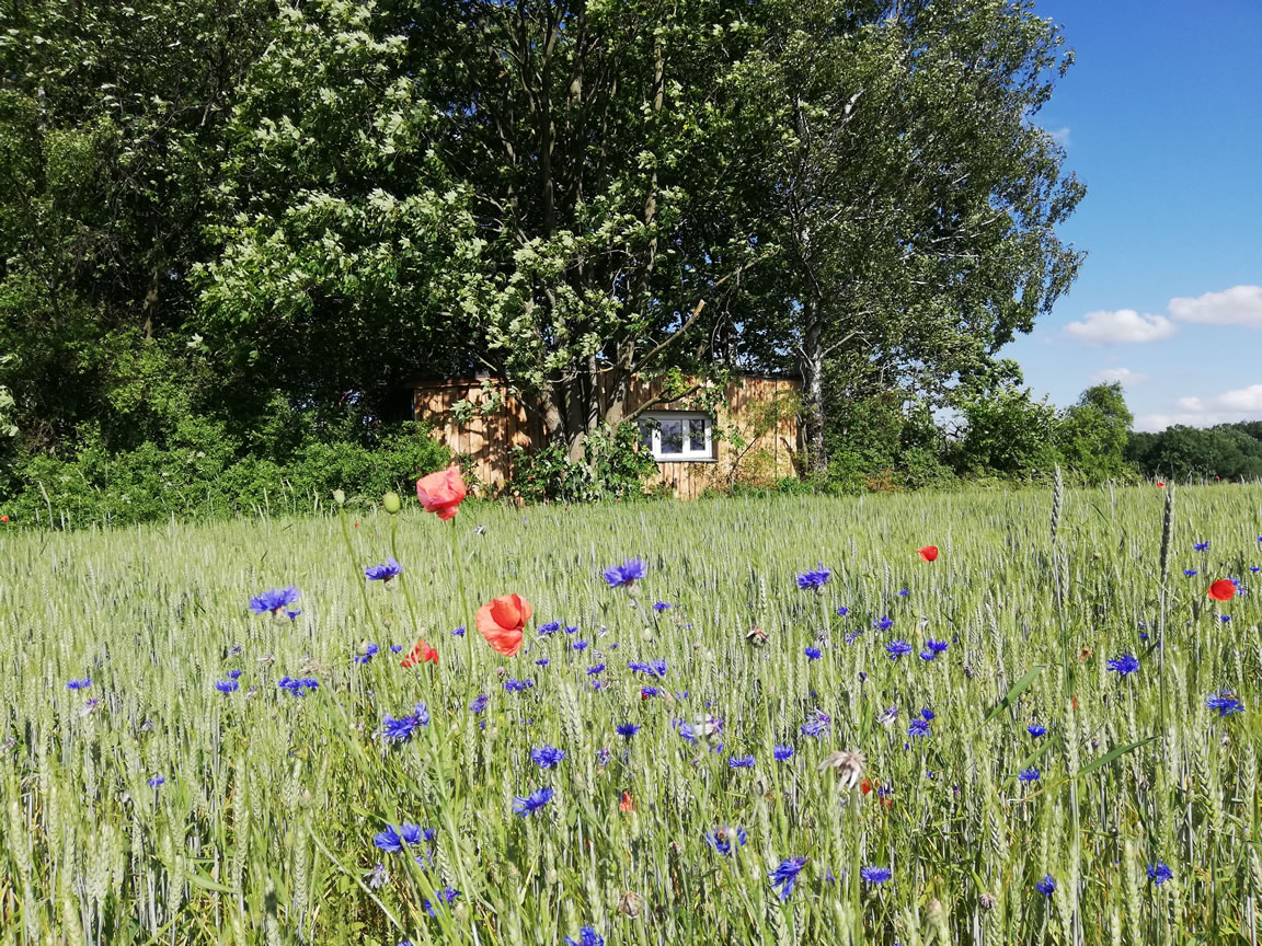 Haus im Sommer